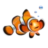 Clownfish